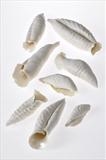 Carved Sea Scrolls by Joy Trpkovic, Ceramics, Porcelain