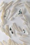 Floating Sea Forms by Joy Trpkovic, Ceramics, Embedded pinched porcelain wall piece