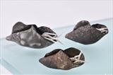 Sea Hybrids (detail) by Joy Trpkovic B.A. MSD-C, Ceramics, black stoneware & porcelain